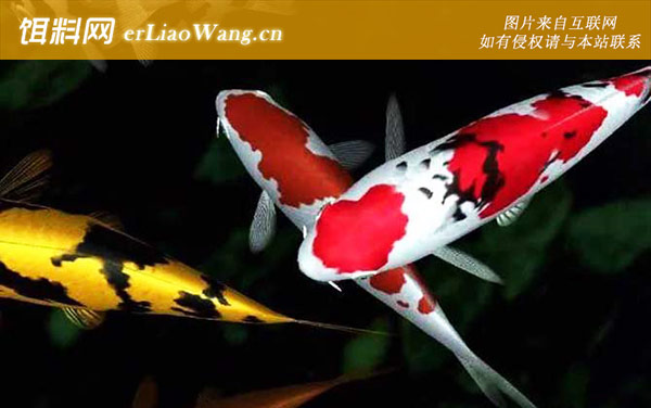 锦鲤鱼:分布范围