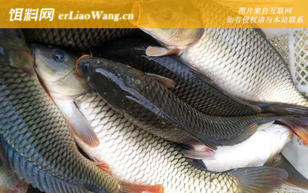 钓鲤鱼最佳时间是什么时候-冬季