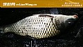 夜钓鲤鱼的最佳饵料是什么？