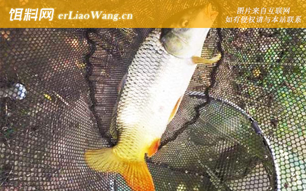 钓鲤鱼技巧及注意事项-钓组搭配