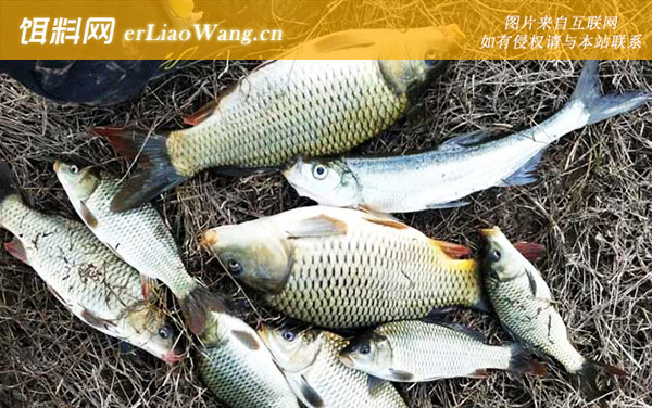 鲤鱼:自制饵料