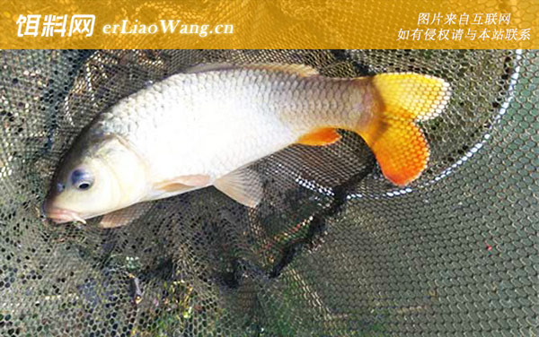 钓鲤鱼:调漂方法