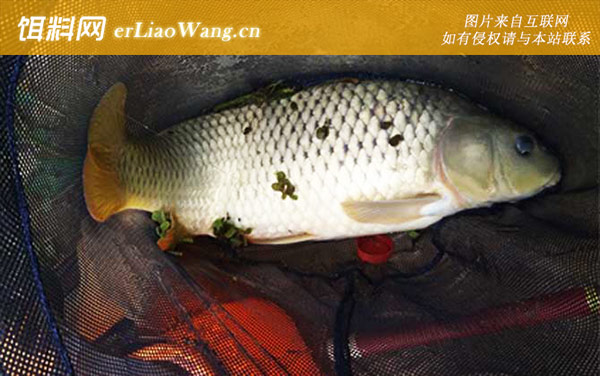 钓鲤鱼:注意事项