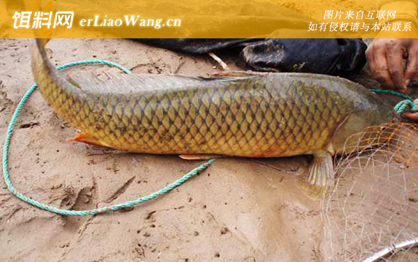 钓鲤鱼玉米饵料配方大全-配方三