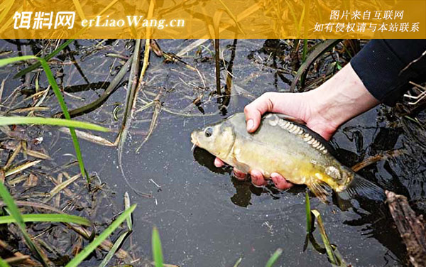 钓鲤鱼:注意事项