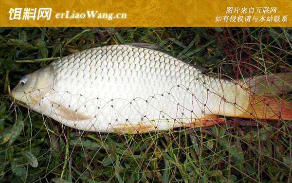 钓鲤鱼:饵料配方