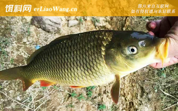 钓鲤鱼:商品饵料