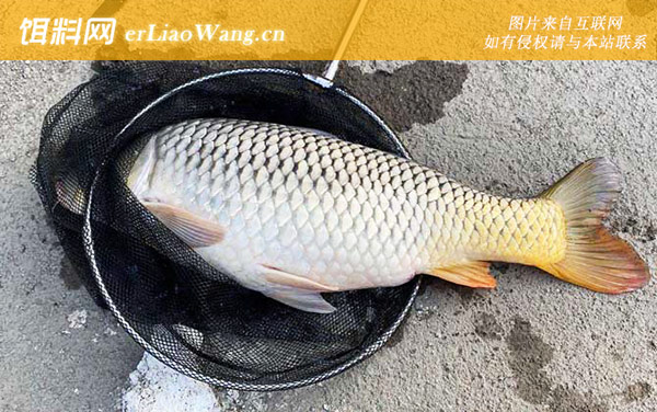 钓鲤鱼:味型偏好