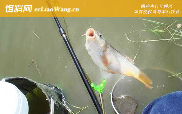 钓鲤鱼:经典配方