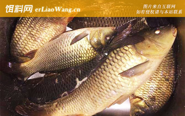 钓鲤鱼:线组搭配