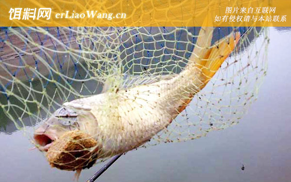 野钓鲤鱼:饵料选用