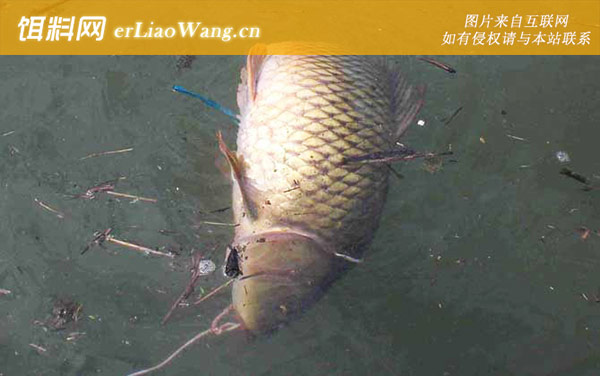 野钓鲤鱼:中原鲤螺肉+统爆巨物+统爆麦香诱