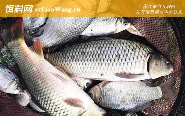 野钓鲤鱼:商品饵料