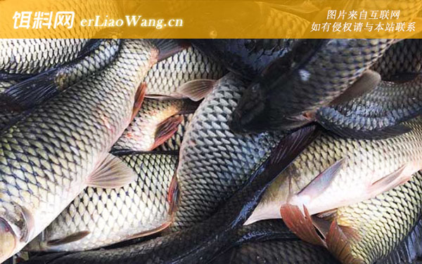 野钓鲤鱼:经典配方