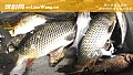 野钓鲤鱼用什么打窝？