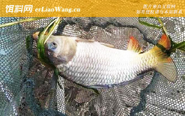 野钓鲤鱼:注意事项