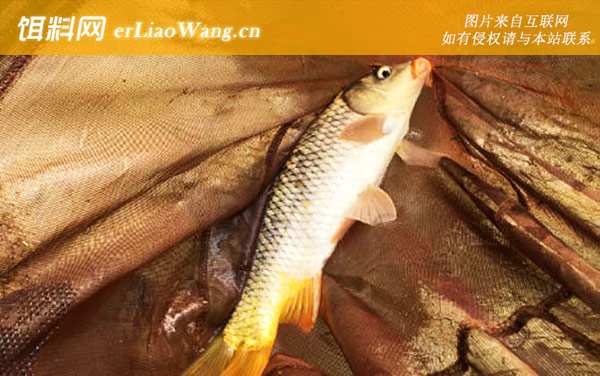 野钓鲤鱼提前多久打窝-打窝技巧