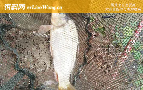 野钓鲤鱼:上钩轻触底下钩躺底