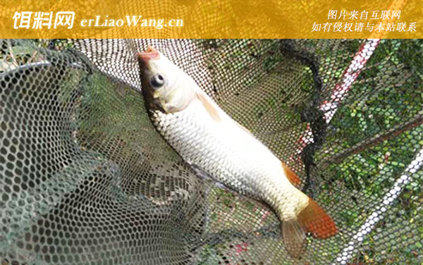 水库钓鲤鱼:调漂技巧