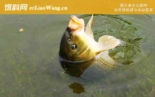 水库钓鲤鱼:提竿时机