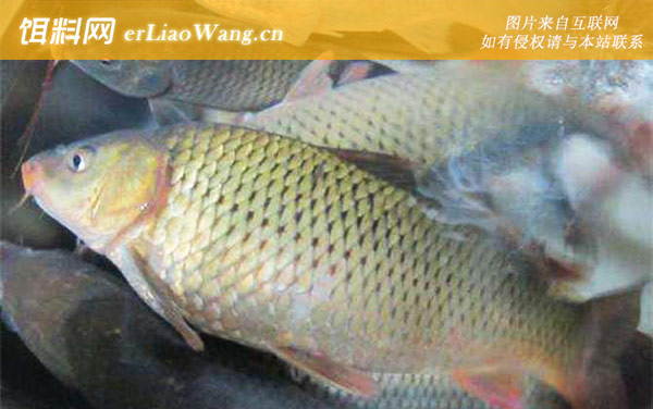 水库钓鲤鱼:经典配方