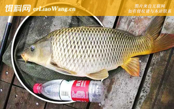 水库钓鲤鱼:调漂方法