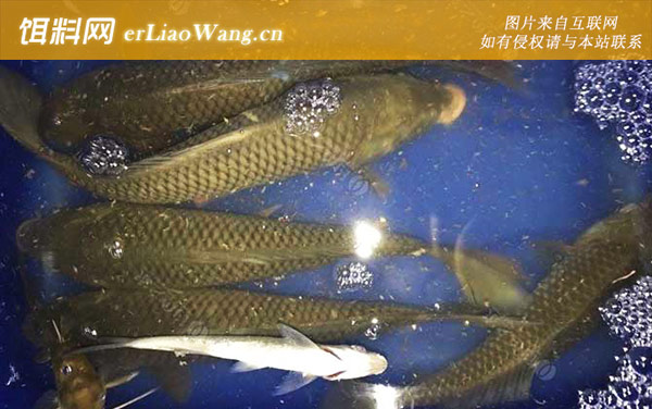 水库钓鲤鱼:疯杀鲤+一品荒食+一品无双