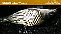 水库钓鲤鱼钓多深合适?