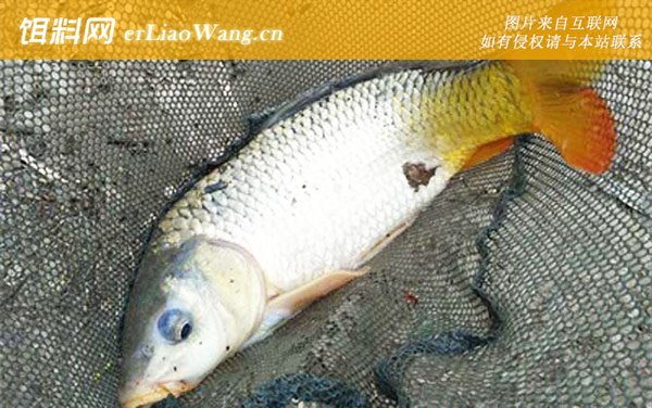 水库钓鲤鱼:注意事项