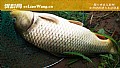 水库野钓鲤鱼怎样打窝?