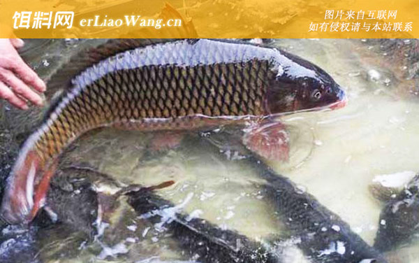 水库野钓鲤鱼怎样打窝-打窝方法