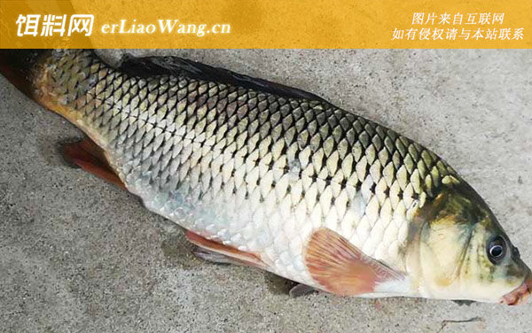 水库野钓鲤鱼怎样打窝-打窝技巧