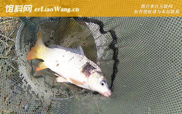 水库钓鲤鱼:入水口