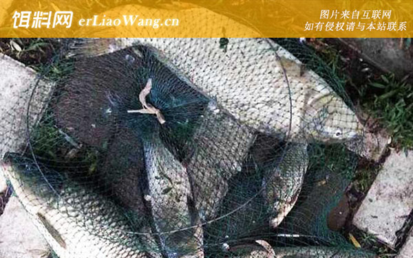 水库钓鲤鱼:凹湾