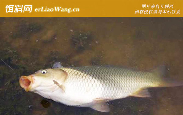 台钓鲤鱼:钓组搭配