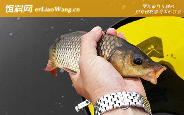 台钓鲤鱼:打窝诱鱼