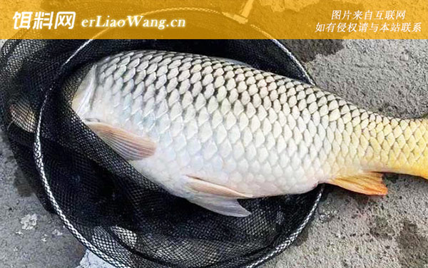 台钓鲤鱼:饵料选用