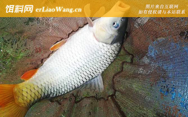 钓鲤鱼:钓组搭配