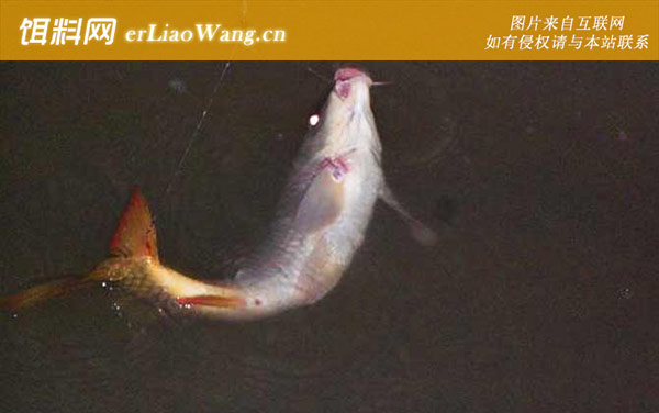 钓鲤鱼:饵料选用