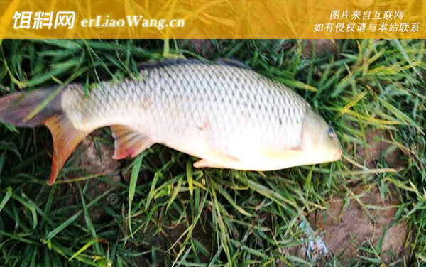 钓鲤鱼:提竿时机