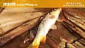春季钓鲤鱼饵料味型和配方