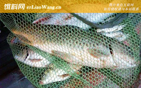 钓鲤鱼:自制饵料