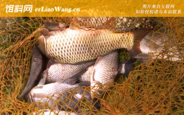 野钓鲤鱼:味型论述