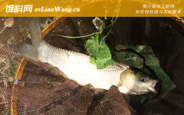 野钓鲤鱼:经典配方