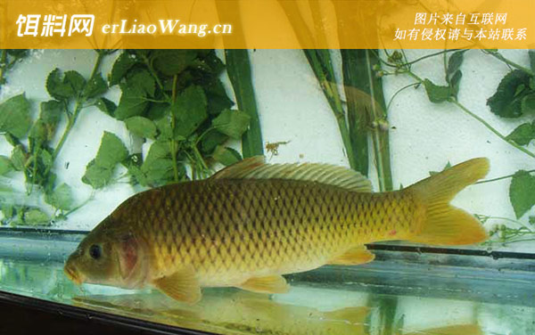 钓鲤鱼:打窝诱鱼