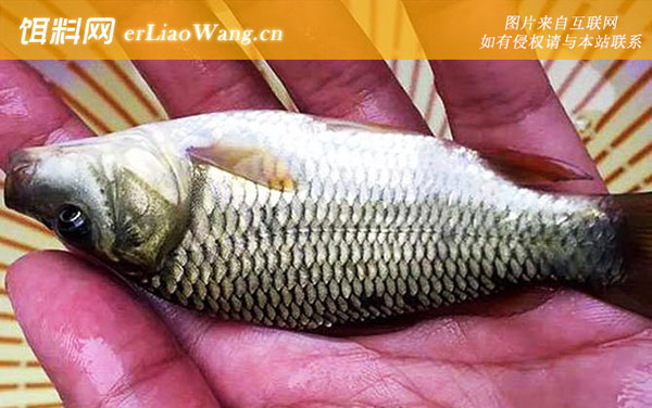 钓鲤鱼:远近