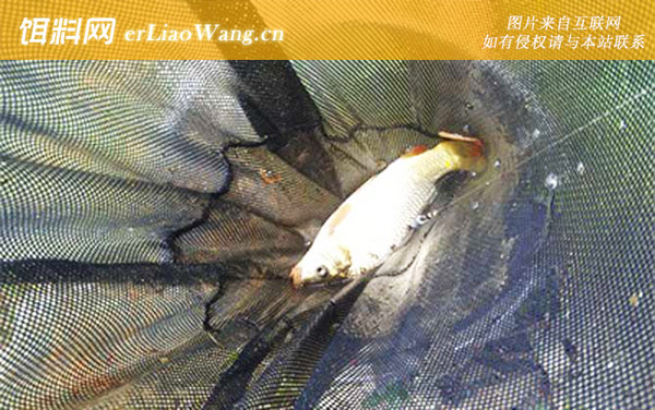 钓鲤鱼:颗粒饲料