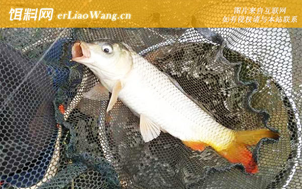 钓鲤鱼:注意事项