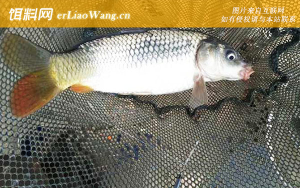 钓鲤鱼:挂钩作钓