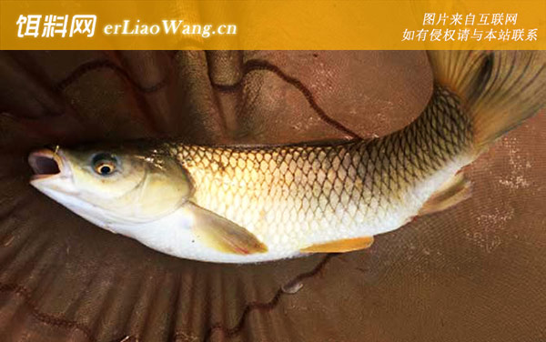 钓鲤鱼:注意事项